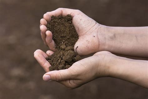 what is loam soil in tagalog|Pagsasalin 'loam' – Diksiyunaryo Tagalog.